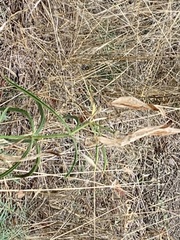 Asclepias fascicularis
