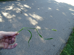 Setaria