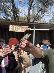 Pachycephala rufiventris