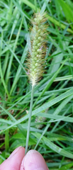 Setaria