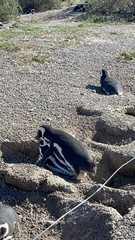 Spheniscus magellanicus