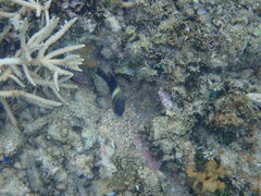 Chrysiptera biocellata