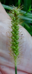 Setaria