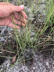 Aristida rhizomophora