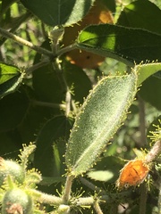 Croton ciliatoglandulifer