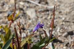 Penstemon