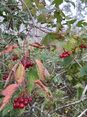 Viburnum opulus americanum