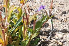 Penstemon