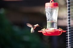 Selasphorus platycercus