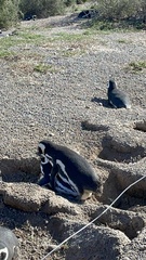 Spheniscus magellanicus