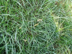 Setaria