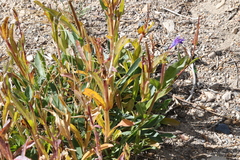 Penstemon