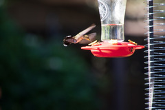 Selasphorus platycercus