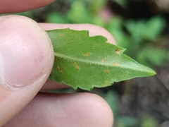 Coleosporium montanum