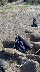 Spheniscus magellanicus