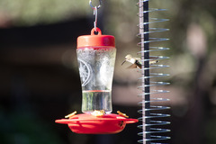 Selasphorus platycercus