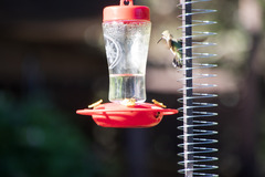 Selasphorus platycercus