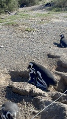 Spheniscus magellanicus