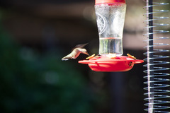 Selasphorus platycercus