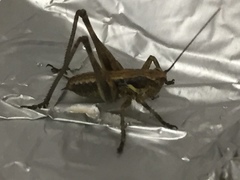 Antaxius spinibrachius