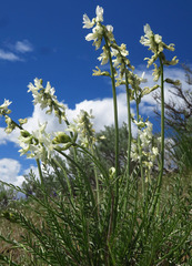 Astragalus leibergii