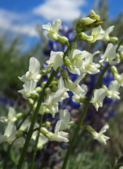 Astragalus leibergii