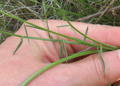 Astragalus leibergii