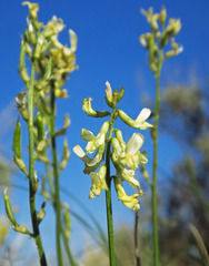 Astragalus leibergii