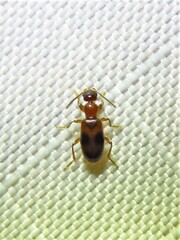 Vacusus vicinus