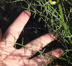 Astragalus leibergii