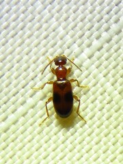 Vacusus vicinus