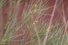 Acacia tenuissima