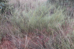 Acacia tenuissima