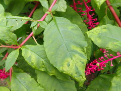 Pokeweed mosaic virus