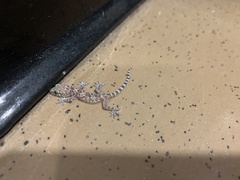 Hemidactylus turcicus