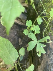 Oxalis grandis