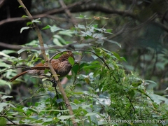 Grammatoptila striata