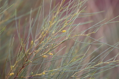 Acacia tenuissima