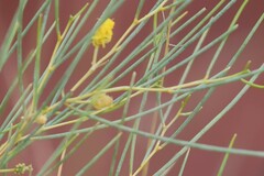 Acacia tenuissima