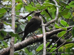 Turdus boulboul