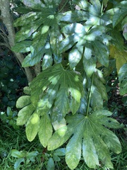 Fatsia japonica