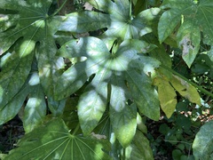 Fatsia japonica