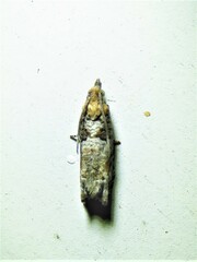 Epinotia