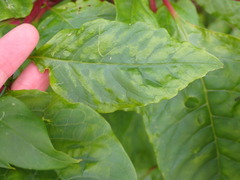 Pokeweed mosaic virus