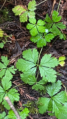 Rubus pedatus