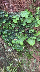 Lobaria