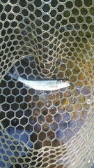 Semotilus corporalis