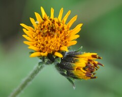 Simsia amplexicaulis