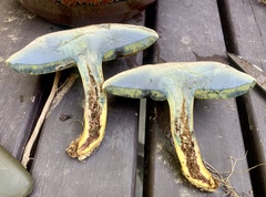 Lanmaoa pseudosensibilis