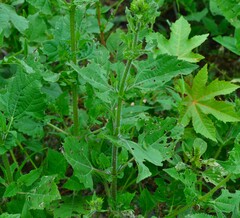 Simsia amplexicaulis